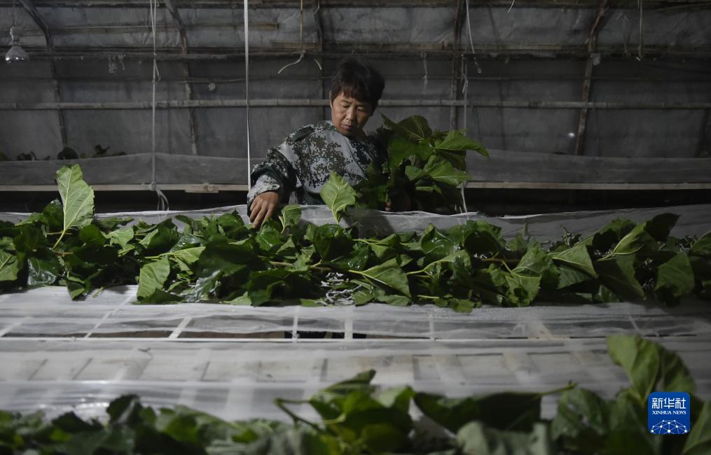 现金网手机版娱乐